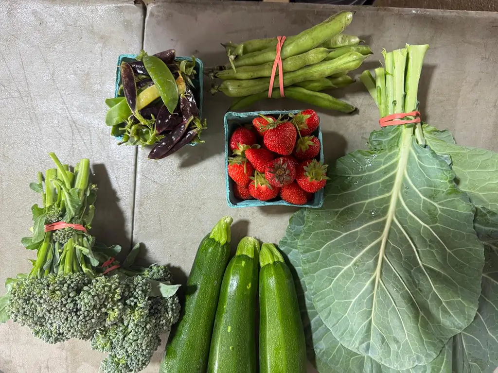 Half-Share-with-fruit