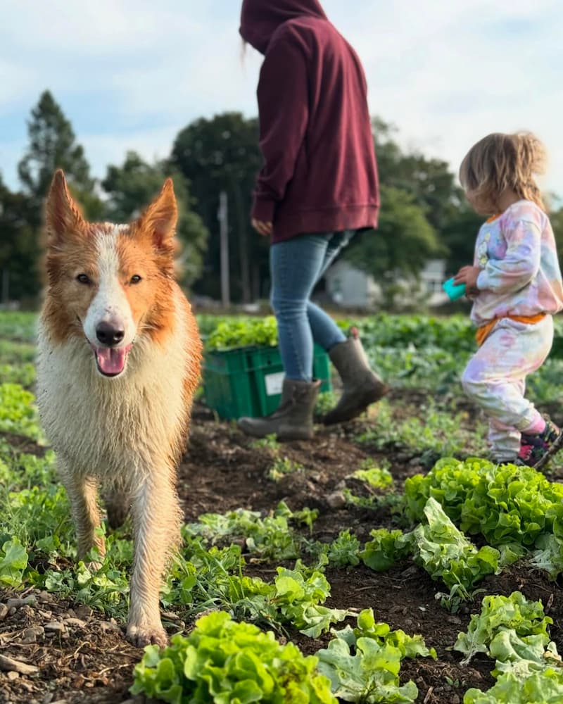 deep-roots-farm-dog